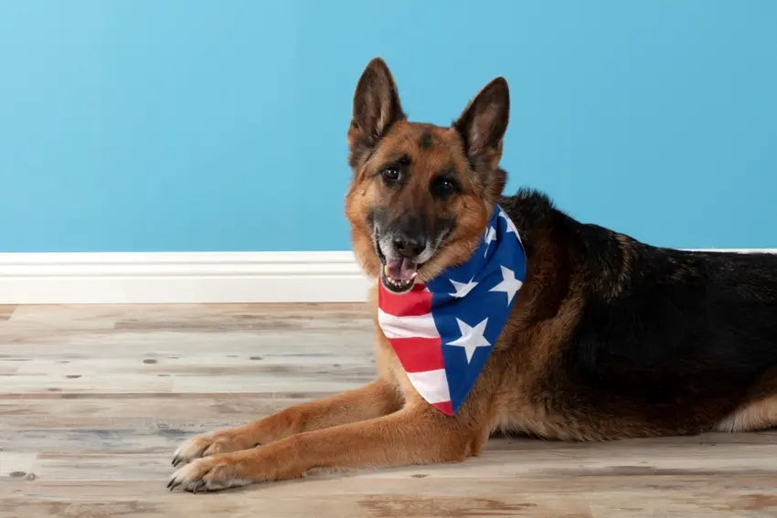 american flag puppy